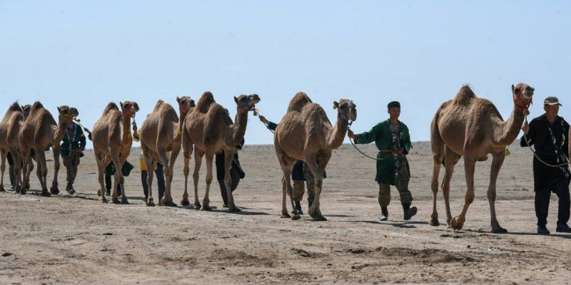 Тарихи оқиға: Алматы облысында өткен түйе керуені Гиннес рекордын жаңартты