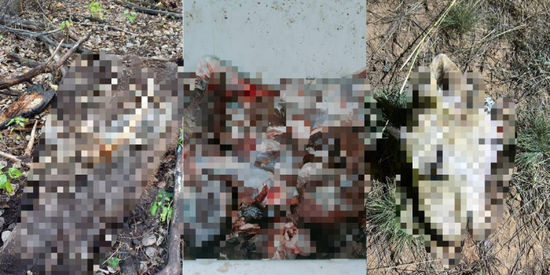 Қарағандыда браконьерлерден 120 келі бұғы еті тәркіленді