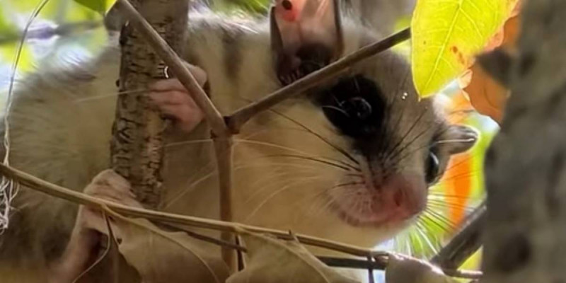 Шарын аумағында Қызыл кітапқа енген орман қарақасы видеоға түсіп қалды