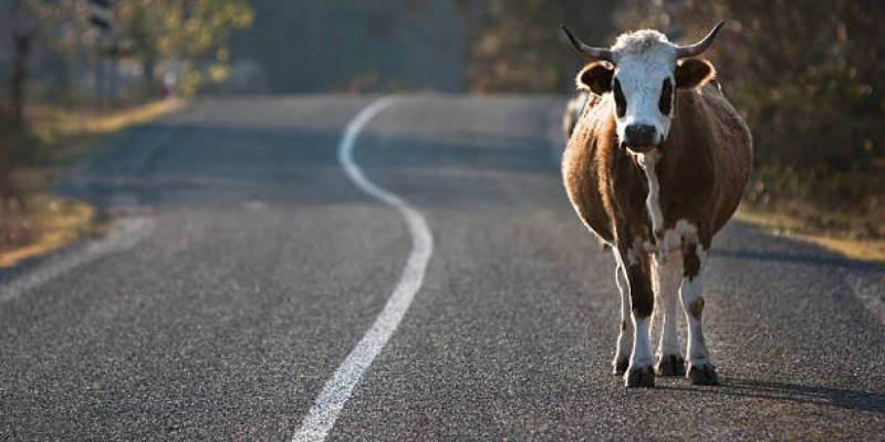 Ақмола облысында автокөлік сиырды қағып, бір адам зардап шекті