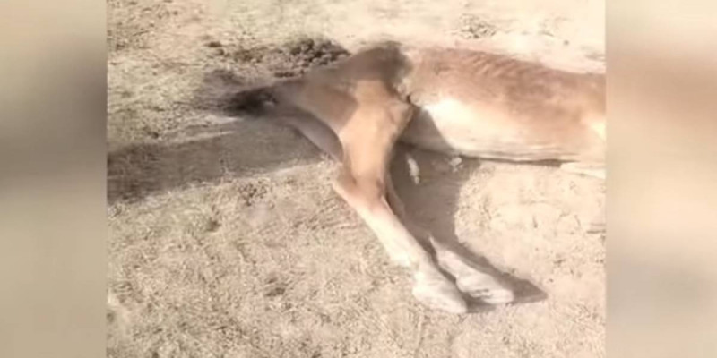 «35 жылдан бері болмаған құрғақшылық»: Түркістан облысында мал қырылып жатыр