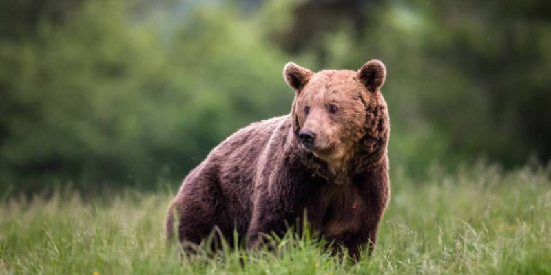 Шығыс Қазақстанда аюлардың саны 4,5 мыңға жетті: Атуға рұқсат беруі мүмкін