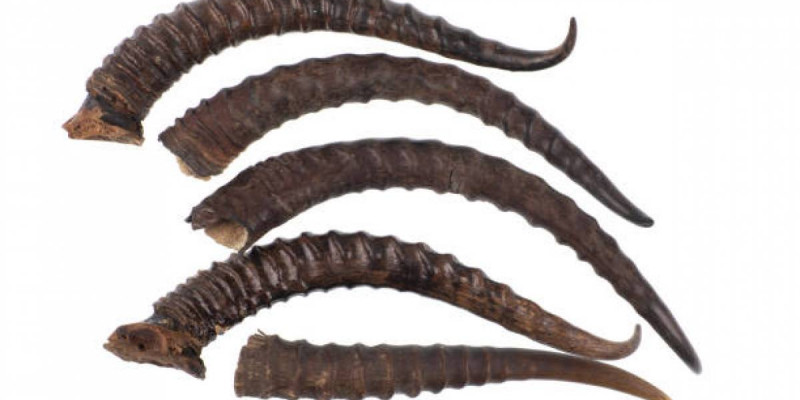 Екі жылда браконьерлерден 17 мың киік мүйізі тәркіленген