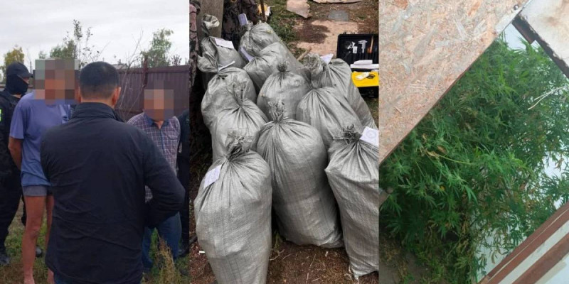 Рудныйда марихуана өсірген тұрғын ұсталды
