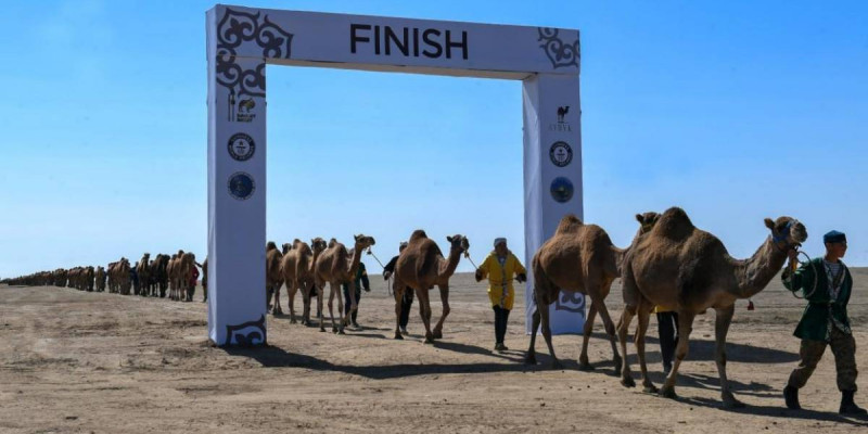 Әлемдегі ең үлкен түйе керуені Гиннес рекордтар кітабына енді