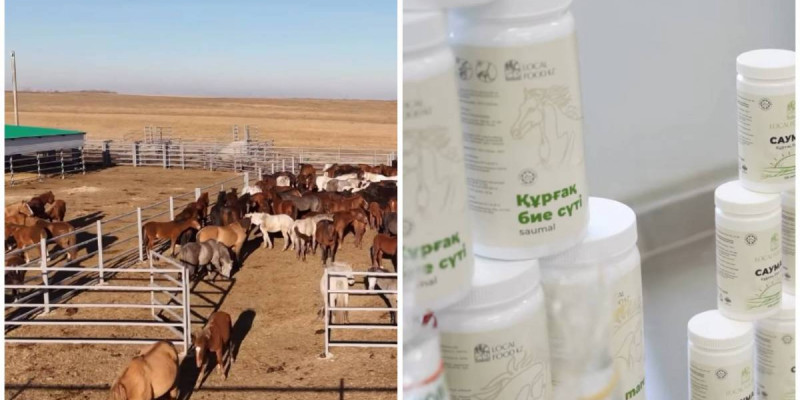 Солтүстік Қазақстанда құрғақ бие сүтін өндіретін алғашқы ферма ашылды