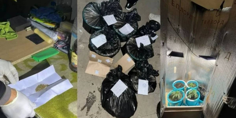 Оралда есірткі өсіретін жасырын фитозертхана жойылды