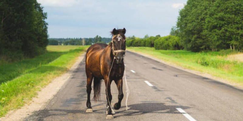 Маңғыстауда екі автокөлік жылқыға соғылып, екі адам қаза тапты