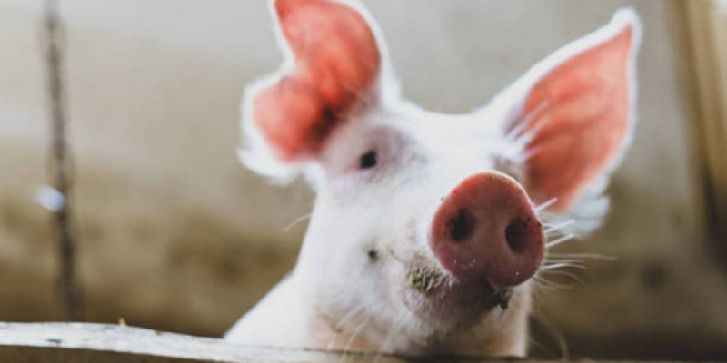 АҚШ-та адам шошқаның бүйрегімен 271 күн өмір сүріп рекорд орнатты