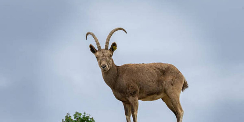 Павлодар облысында Сібір елігін атқан төрт адам сотталды