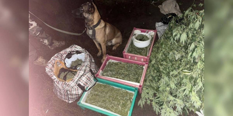 Орал қаласының тұрғынынан 12 келі есірткі тәркіленді