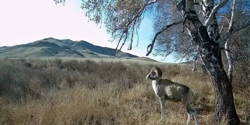 Қарағанды облысында Қызыл кітапқа енген арқар фототұзаққа түсті