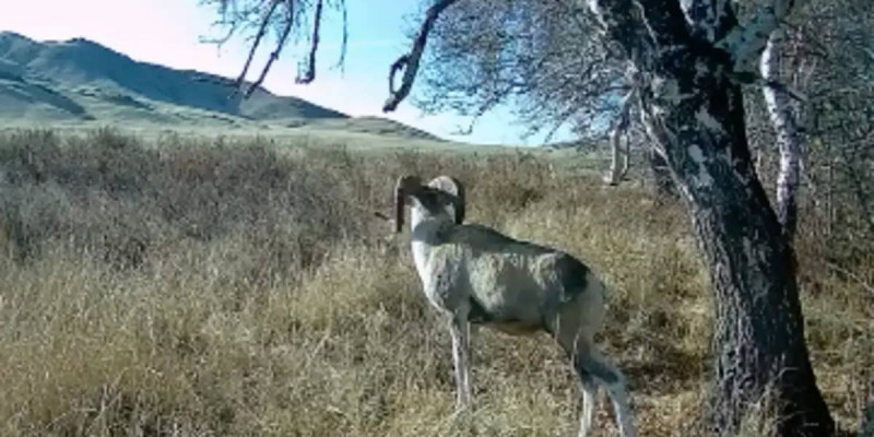 Қазақстан даласында сирек кездесетін арқар фототұзаққа түсіп қалды