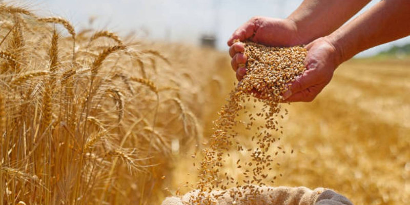 Қазақстан бір айда 2 млн тонна бидай экспорттады