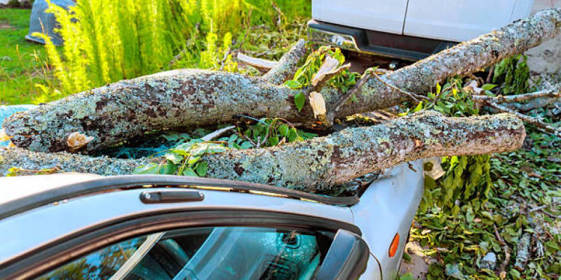 Тараз тұрғыны көлігіне ағаш құлағаны үшін 1 млн теңге өтемақы өндіріп алды