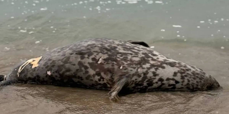 Каспий жағалауынан итбалықтардың өлекселері табылды