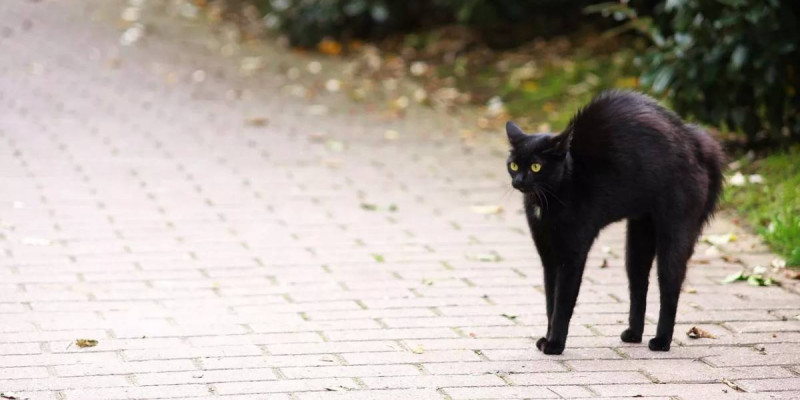 Маңғыстауда қаңғыбас мысық тістеген әйел көз жұмды