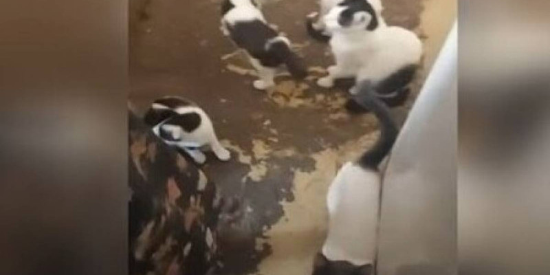 «Үйін көріп шошыдым»: Алматылық зейнеткер бір бөлмелі пәтерінде 20-ға жуық мысық асыраған