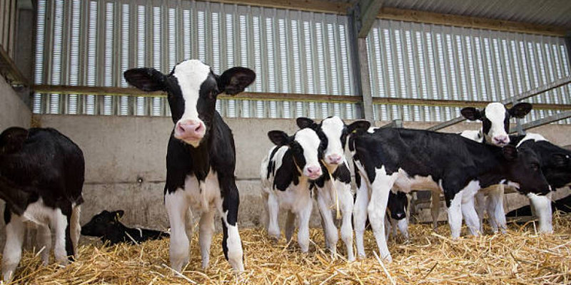 Жамбылда 20 жастағы жігіт біреудің 10 бұзауын ұрлап, сатып жіберген