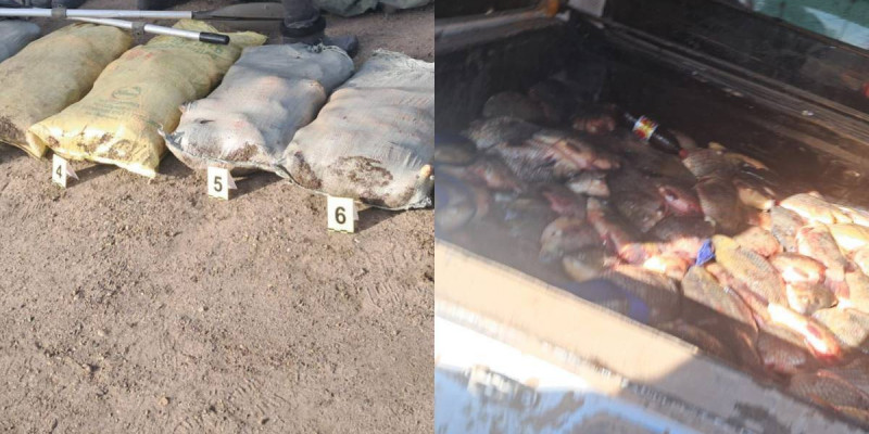 Павлодар облысында 300 келіге жуық балықты заңсыз аулаған азамат ұсталды