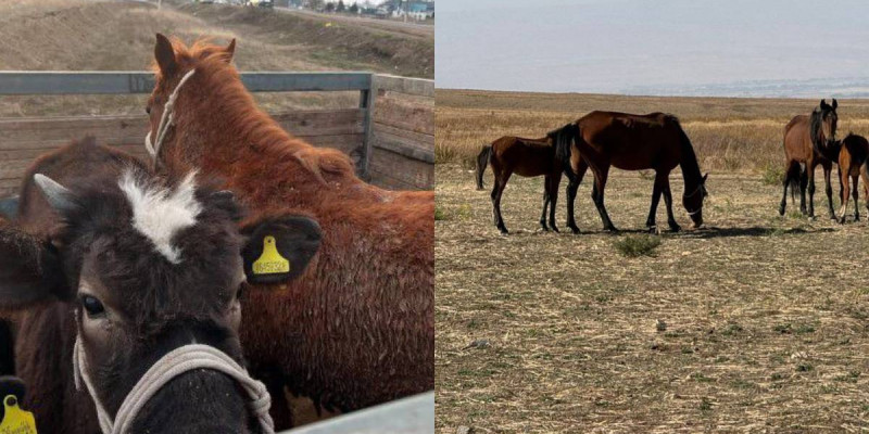 Жамбыл облысында мал ұрлығымен айналысқан қылмыстық топ ұсталды