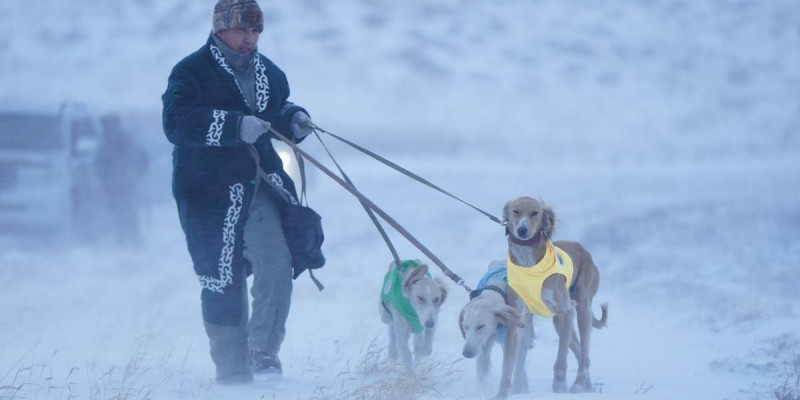 Астанада «Қазақы тазы» тұқымына арналған аңшылық сынақтар өтті