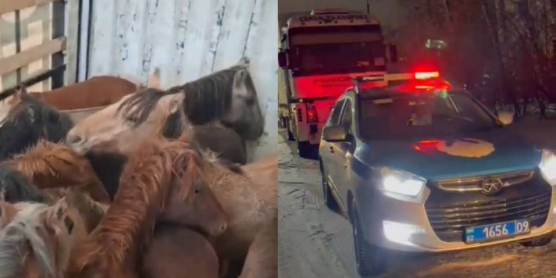 Қарағанды облысында жүк көлігіне ұрланған 45 жылқыны тиеп алған жүргізуші ұсталды