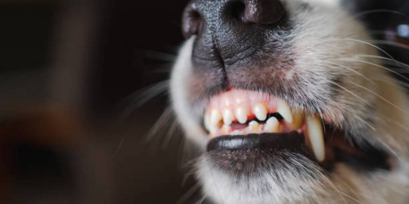 Көкшетауда жүрегінде ақауы бар жасөспірімді қаңғыбас иттер талап тастады