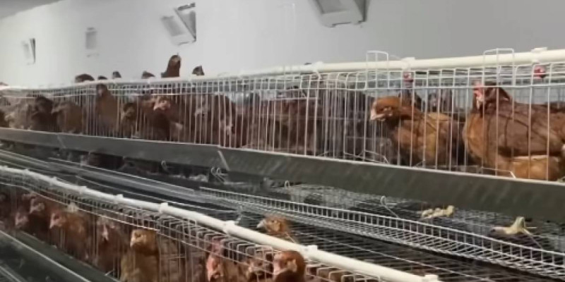 Жаңаөзен қаласында шағын құс фермасы іске қосылды