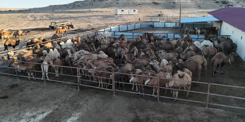 Маңғыстау облысында түйе сүтін өндіретін заманауи цех ашылды