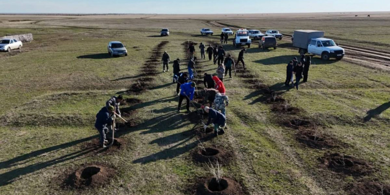 Аймақтың тазалығын сақтау – баршаға ортақ міндет: «Таза бейсенбі» акциясы аясында өңірлерде мыңдаған көшет отырғызылды