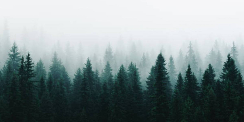 Жетісуда 9 мың гектар жер орман қорына берілді