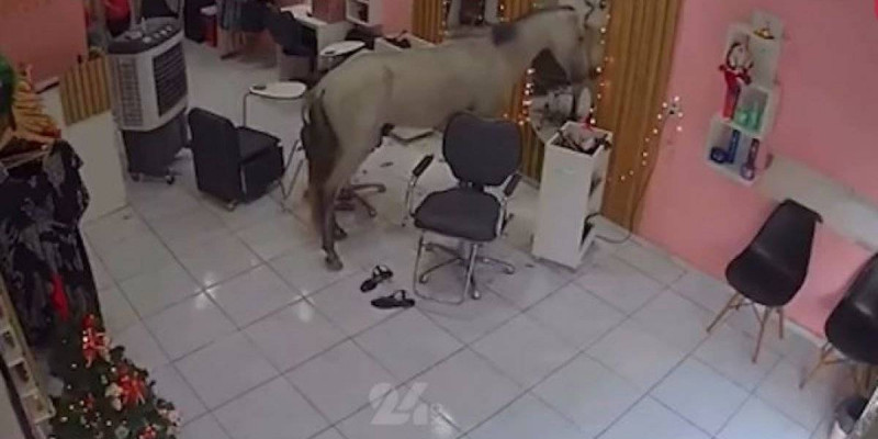 Сән салонына кіріп кеткен ат желі жұлдызына айналды