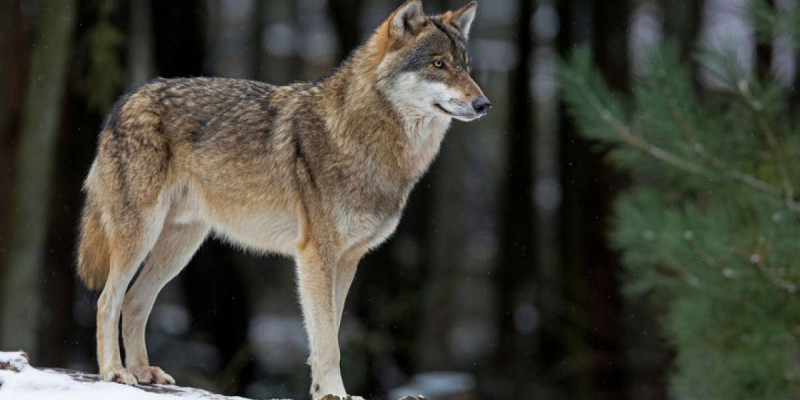 Желіде Маңғыстау маңындағы аралда жүрген қасқырлардың видеосы тарады