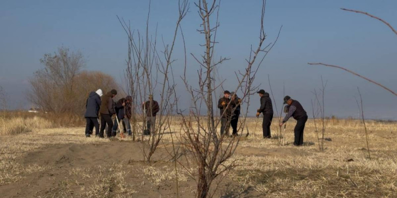 «Таза Қазақстан»: Жаркентте 7 000 көшет отырғызылды