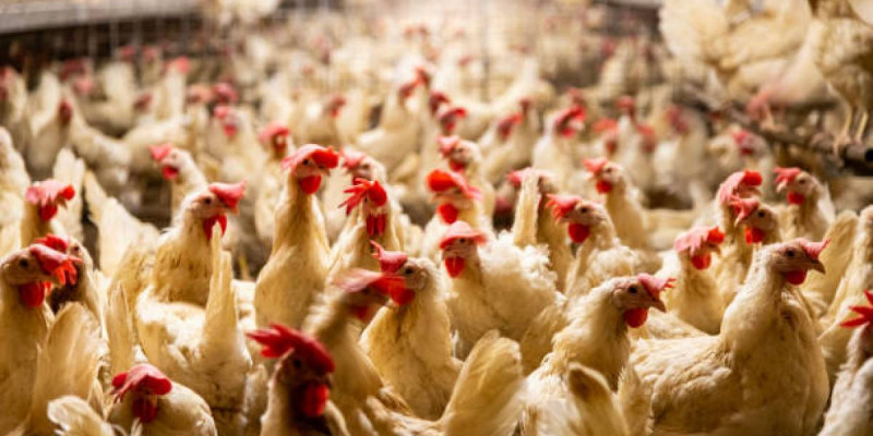 Қазақстанға Ресейден 20 тонна құс еті заңсыз өткізілмек болған