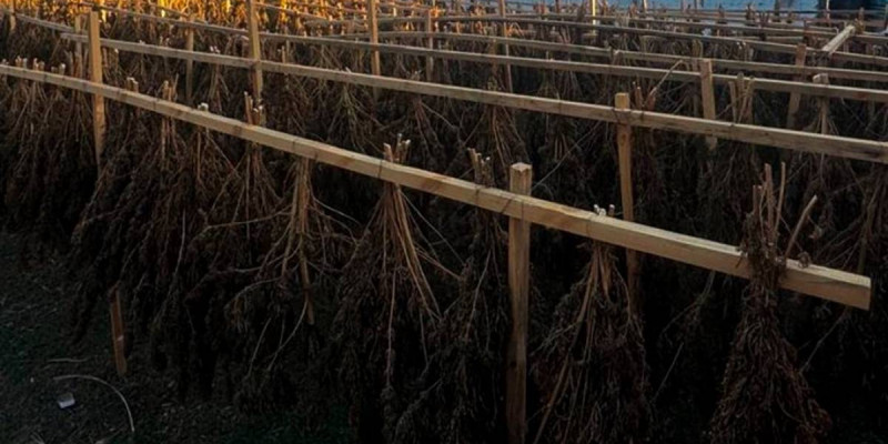 ҰҚК 15 адамды тұтқындап, 622 келі есірткі тәркіледі