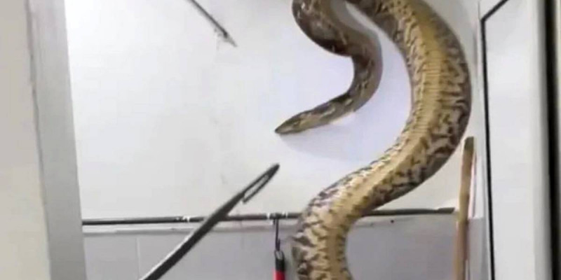 Малайзияда салмағы 60 келі жылан тұрғын үйдің ішінен табылды