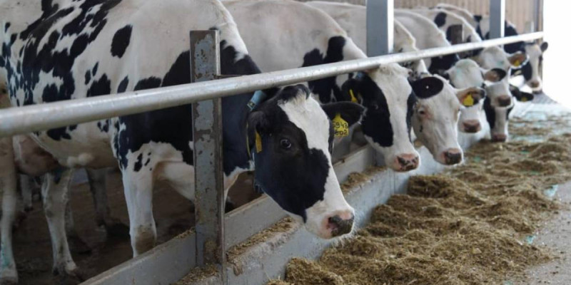 Қазақстанның ауыл шаруашылығы өнімдері 15-тен аса елге экспортталады