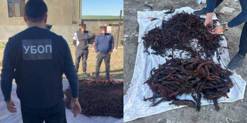 Түркістан облысында Қызыл кітапқа енген өсімдіктерді заңсыз жинағандар ұсталды