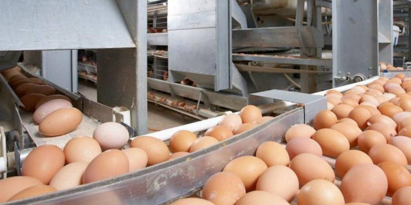 Ресейден Қазақстанға заңсыз 63 мың жұмыртқа өткізілмек болған