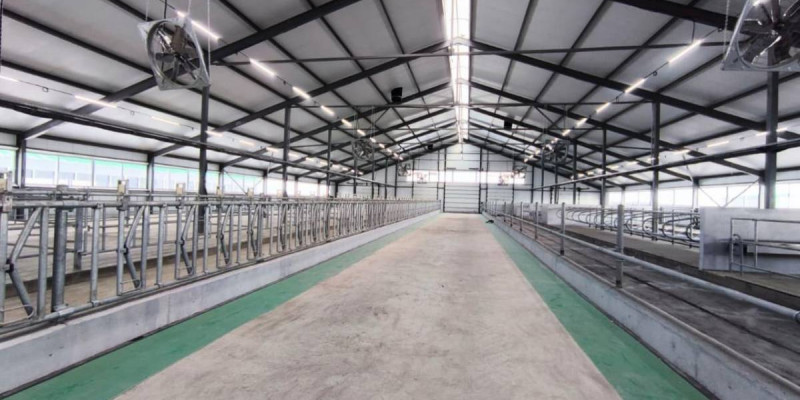 Қостанай облысында 1200 бас малға арналған сүт-тауарлы ферма іске қосылды