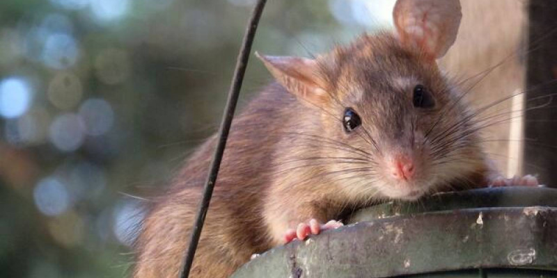 «Үйлердің іші сасып кеткен»: Атырау облысы Махамбет ауданында тышқан қаптады