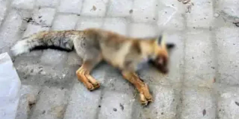 Маңғыстауда түлкі оқушыларға шапқан