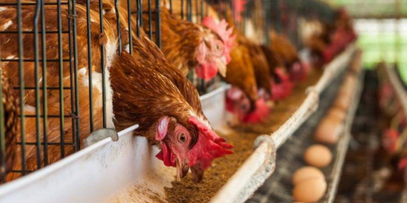 Түркістан облысында құны 9 млрд теңге болатын құс фабрикасы салынады