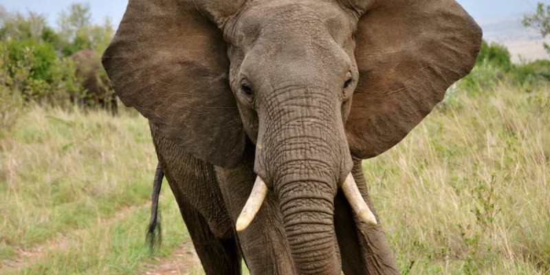 Непалда жабайы піл әйелді таптап өлтірді