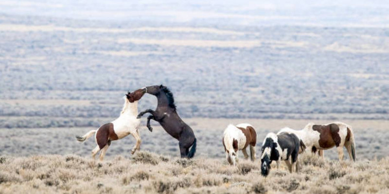 Ұлытау облысында ұрланған жүзге жуық мал иесіне қайтарылды