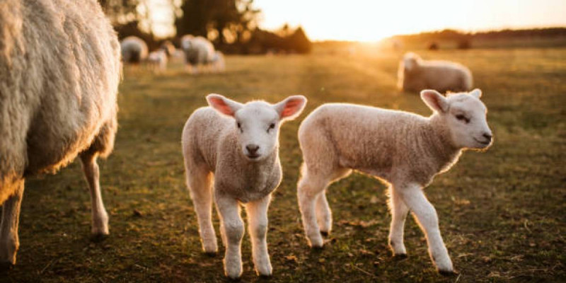 Мемлекет басшысы Үкіметке ауыл экономикасын жандандыру үшін нақты ұсыныстар әзірлеуді тапсырды