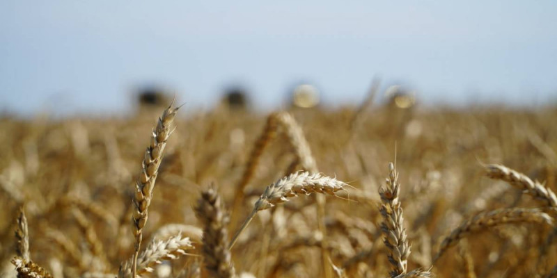 Үкімет астық экспортын қолдауға қосымша 7 млрд теңге бөлді