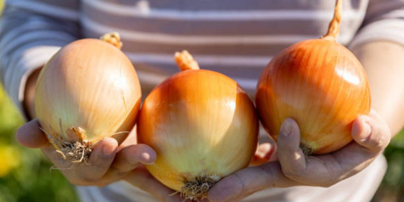 Жамбыл облысы пияз экспорты бойынша көш бастап тұр